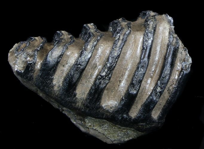 Southern Mammoth M Molar #35934